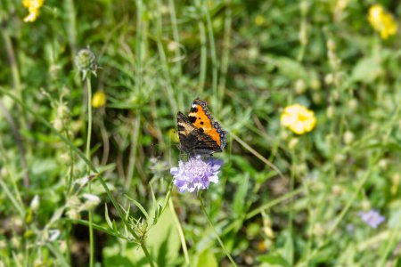 Small Tortoiseshell Butterfly (Aglais urticae) sitting on a small scabious in Zurich, Switzerland