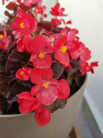 Houseplant begonia blooming with coral flowers, selective focus, horizontal orientation.