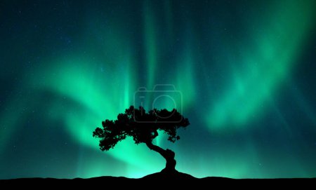 Foto de Luces boreales sobre el árbol solo por la noche. Aurora boreal y silueta de hermoso árbol en la colina. Paisaje invernal con luces polares, cielo con estrellas y aurora verde brillante. Paisajes coloridos - Imagen libre de derechos