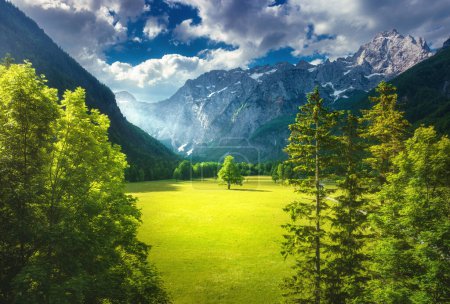 Aerial view of tree in green alpine meadows in mountains at sunset in summer in Logar valley, Slovenia. Top drone view of field, green grass, forest, rocks, blue sky with clouds and sunlight. Nature