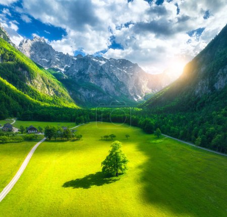 Aerial view of tree in green alpine meadows in mountains at sunset in summer in Logar valley, Slovenia. Beautiful view of field, green grass, forest, rocks, blue sky with clouds and sunlight. Nature