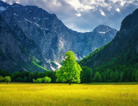 Alone tree in green alpine meadows in mountains on summer sunny day in Logar valley, Slovenia. Beautiful landscape with field, green grass, forest, rocks, blue sky with clouds and sunlight. Nature