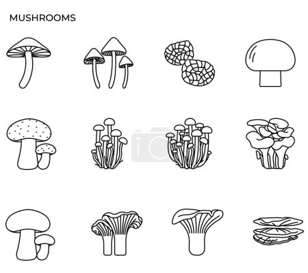 Illustration of mushroom and fungi modern icon concept ui ux icon for website, app, presentaion, flyer, brochure etc.