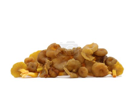 Photo for A bunch of wild edible funnel chanterelle mushrooms lies on a white background. Brown caps with decurrent pale gills and yellow hollow stalks. Craterellus tubaeformis aka yellowfoot or winter mushroom. - Royalty Free Image