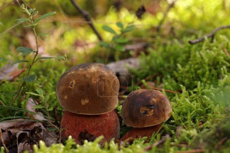 Two small, young edible Neoboletus luridiformis mushrooms grow in a moss in a forest. Bay-brown cap, red pores and red-dotted yellow stem. The flesh stains dark blue when broken, then turn yellow.