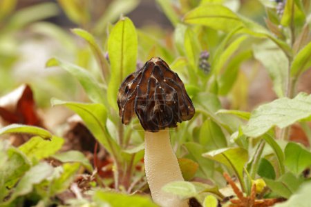 Téléchargez les photos : Un petit champignon comestible, Morchella semilibera, communément appelé morille à moitié libre, pousse dans la forêt. Le chapeau brun est hémisphérique, pointu. La tige blanche est colubride et floconneuse. - en image libre de droit