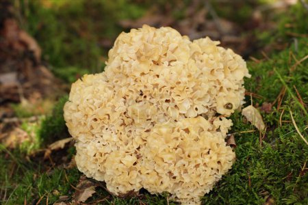 Photo for A wild edible fungus Wood Cauliflower (Sparassis crispa) growing in the forest. It has a yellowish creamy wavy surface, resembling lasagna noodles or sponge. Also known as Cauliflower mushroom, Sparassis latifolia or Hanabiratake. - Royalty Free Image