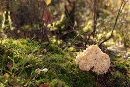 Photo for A wild edible fungus Wood Cauliflower (Sparassis crispa) growing in the forest in a sunny clearing. It has a yellowish creamy wavy surface, resembling lasagna noodles or sponge. Also known as Cauliflower mushroom. - Royalty Free Image
