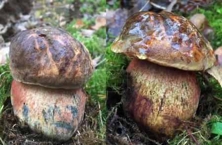 Photo comparison: How much a mushroom grows in two days. Same mushroom two days apart. Neoboletus luridiformis (dotted stemmed bolete, or dotted stem bolete). Large solid fungus with a bay-brown cap and red-dotted yellow stem, become blue on cutting.