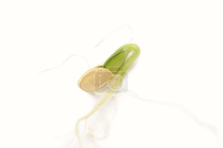 Sprout of the scallop squash seed has germinated and developed roots. The seed has cracked open, and green shoots are visible, already halfway emerged. Sprouting process. On a white background.