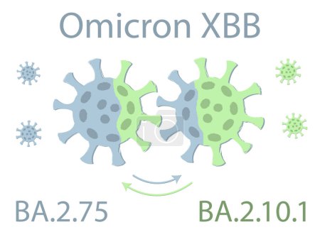Téléchargez les illustrations : Omicron XBB variant is a hybrid of the two subvariants of Omicron: BA.2.75 and BA.2.10.1. Schematic drawing. Two viruses exchange their DNA. The exchange is shown by the color of the coronavirus spike proteins. - en licence libre de droit