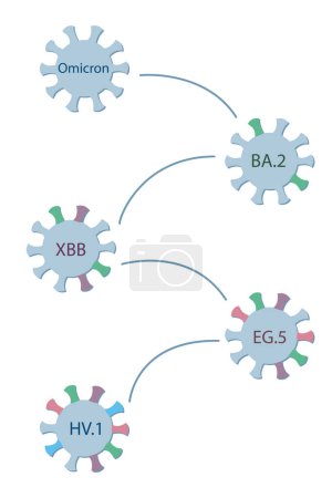 Illustration for A schematic diagram shows the origin and evolution of a subvariant HV.1 from Omicron via BA.2, XBB, and EG.5. Omicron sublineages. Coronovirus icons with spike proteins of a different colors symbolizing mutations symbolizing mutations. - Royalty Free Image