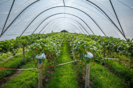 Photo for Raised rows of strawberry plants at a pick your own farm protected by a poly tunnel. - Royalty Free Image