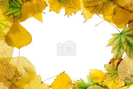 Photo for Frame of yellow autumn leaves isolated on a white background. - Royalty Free Image