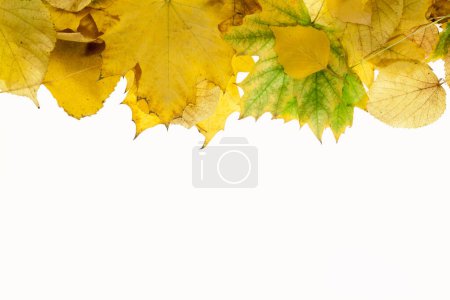 Photo for Autumn background of yellow foliage. Abstract autumn decoration. - Royalty Free Image