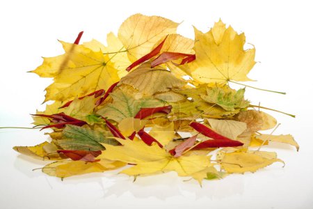 Photo for A pile of autumn leaves isolated on a white background. - Royalty Free Image
