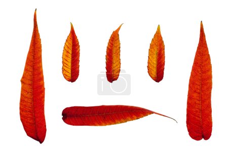 Photo for Fiery red autumn leaves isolated on a white background. - Royalty Free Image