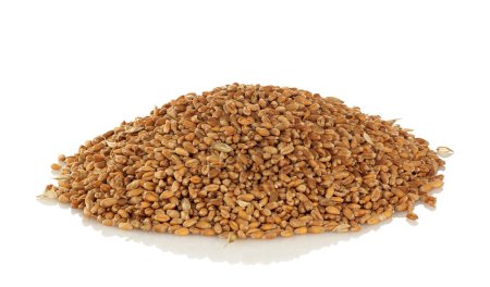 Photo for A handful of barley isolated on a white background - Royalty Free Image