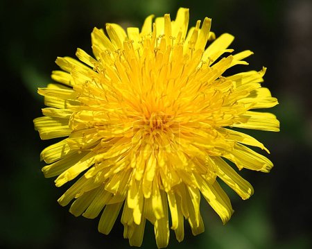 Photo for Yellow dandelions photographed close up on blurred natural background - Royalty Free Image