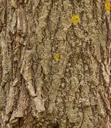 Photo for The texture of tree bark close-up. Light tree bark. - Royalty Free Image