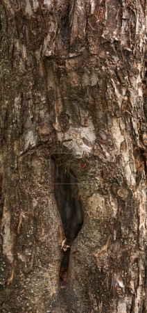 Photo for The texture of tree bark close-up. Light tree bark. - Royalty Free Image