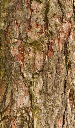 Photo for The texture of tree bark close-up. Light tree bark. Pine bark. - Royalty Free Image