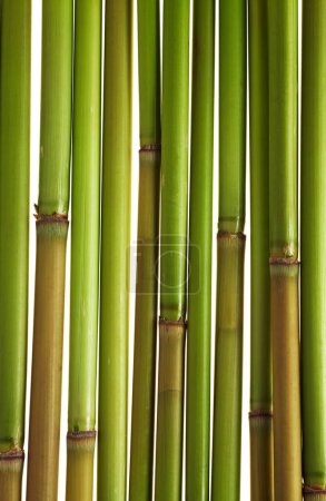 Photo for Reed stalks green on a white background. Background in the form of trunks trosnik. - Royalty Free Image