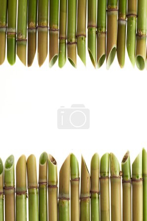 Photo for Reeds cut at an angle. Isolated on white background. Honed trosnik. - Royalty Free Image