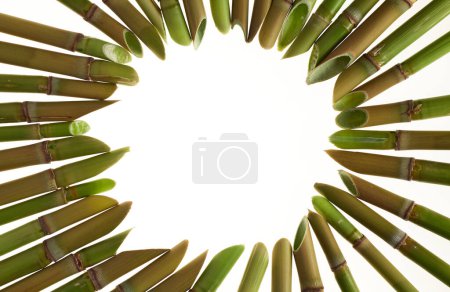 Foto de Cañas cortan en ángulo. aislado sobre fondo blanco. afilado con piedra trosnik. marco circular - Imagen libre de derechos