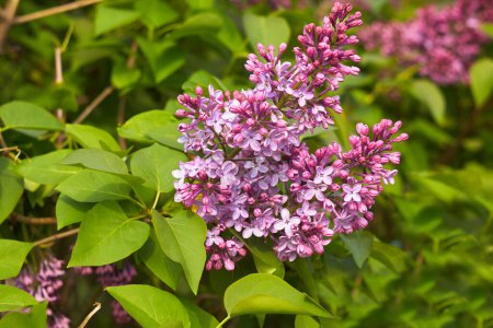 Photo for The inflorescence of lilac on a background of green leaves. - Royalty Free Image