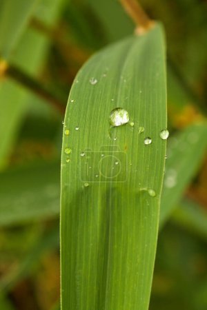 Photo for Small drops of water on a green leaf after rain - Royalty Free Image