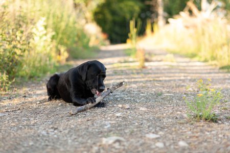 Black Labrador Retriever en un paseo por el bosque otoñal.