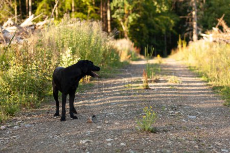 Black dog on the road in the autumn forest. Shallow depth of field.