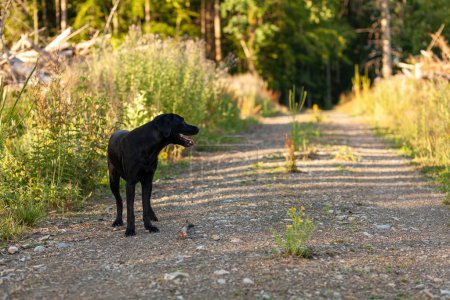 Black dog standing on a dirt road in the forest, summer evening
