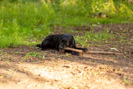 Schwarzer Hund spielt mit Stock auf der Straße im Park.