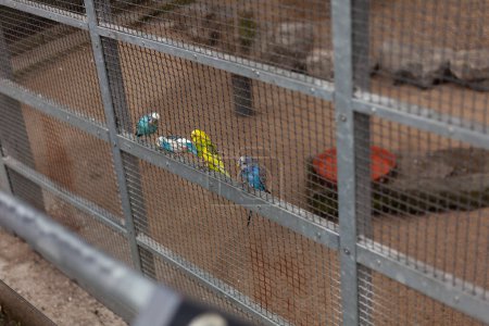 Parrots in a cage on the street. Birds in cages.