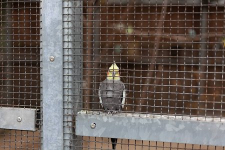 Foto de Cockatiel en una jaula en un jardín zoológico. - Imagen libre de derechos