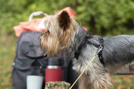 Yorkshire Terrier mit einem Rucksack und einer Tasse Tee.