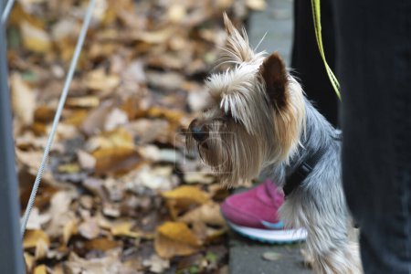 Yorkshire Terrier an der Leine im Herbstpark. Selektiver Fokus