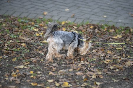 Yorkshire Terrier Hund an der Leine im Herbstpark.