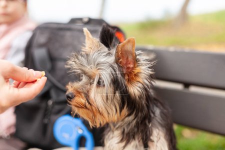 Cute puppy yorkshire terrier eating food in the park.