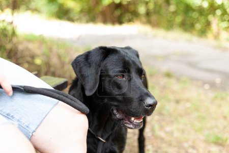 Black labrador retriever dog with owner in the park. Selective focus.