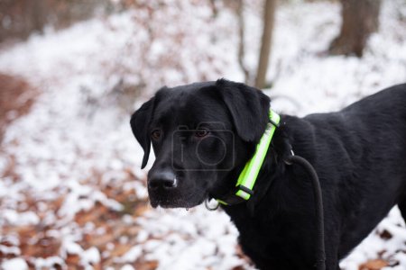 Black labrador retriever dog with collar in the winter forest.