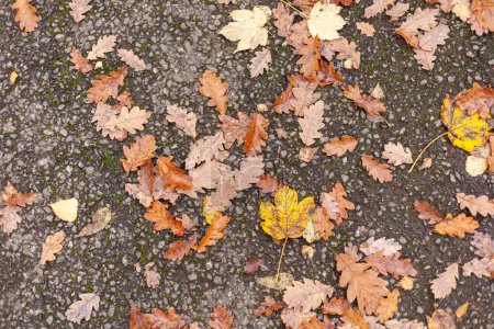 Autumn leaves on the pavement, close up. Seasonal background