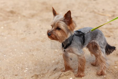 Yorkshire Terrier on a leash on the sand in the park