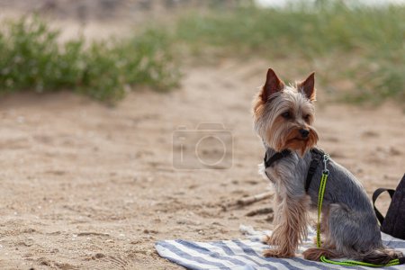 Yorkshire Terrier sur une serviette sur la plage en été