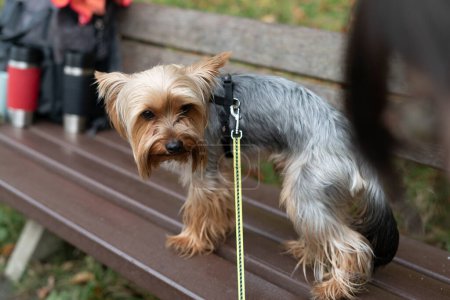 Yorkshire Terrier on a bench in the park with his owner