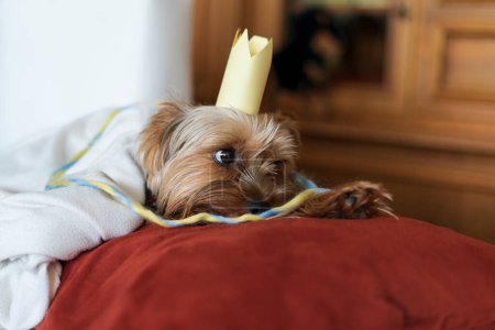 Yorkshire Terrier avec une bougie d'anniversaire sur un oreiller rouge.