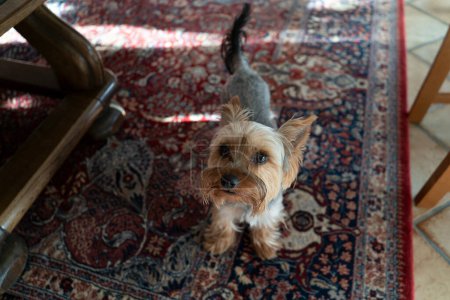 Yorkshire Terrier on the floor in the living room at home