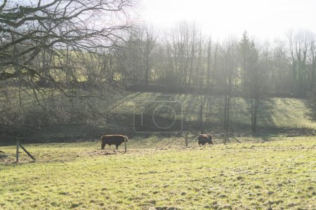 Cows grazing in a meadow on a cold winter morning.
